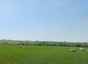 Sheep in a grassy field on a Devon sheep farm