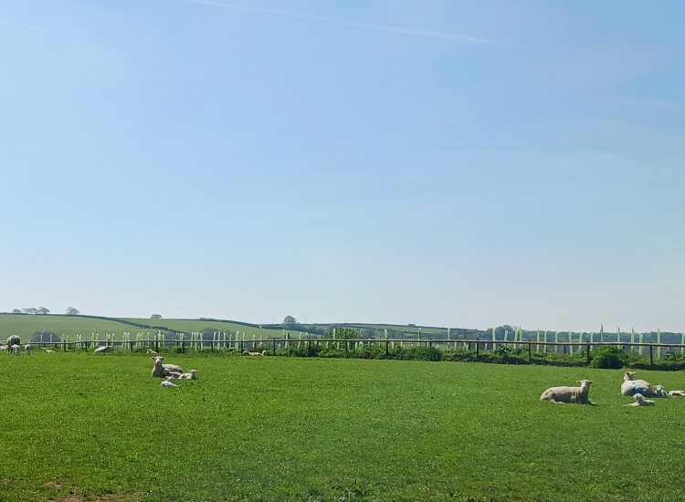 Sheep in a grassy field on a Devon sheep farm