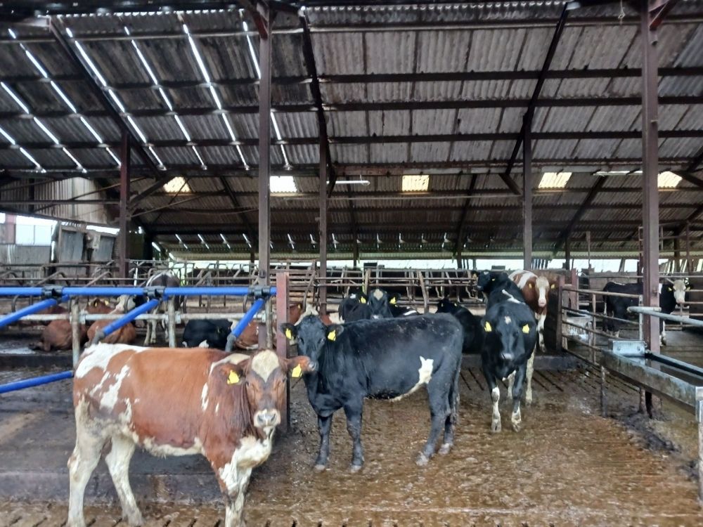 Cattle in a Devon farmer's farm yard