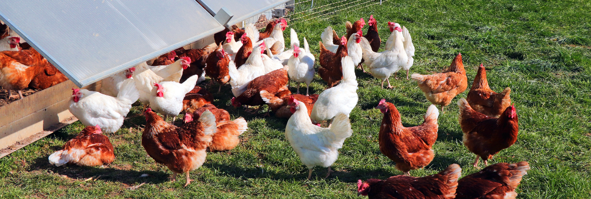 Free range hens on a poultry farm