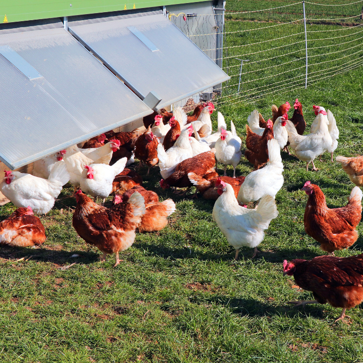 Free range hens on a poultry farm