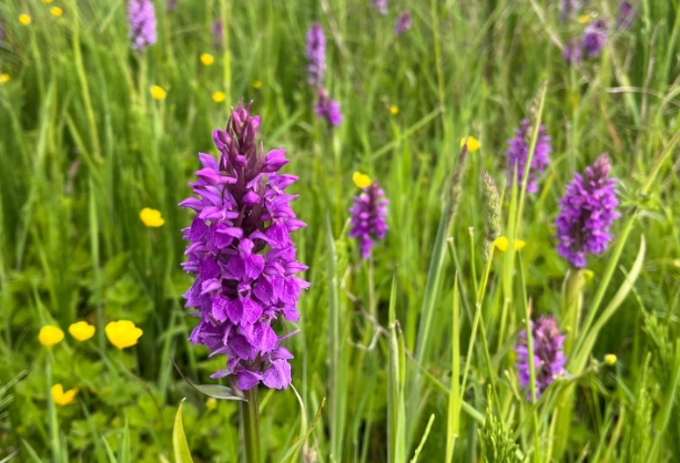 Wildflowers on farmland in Devon