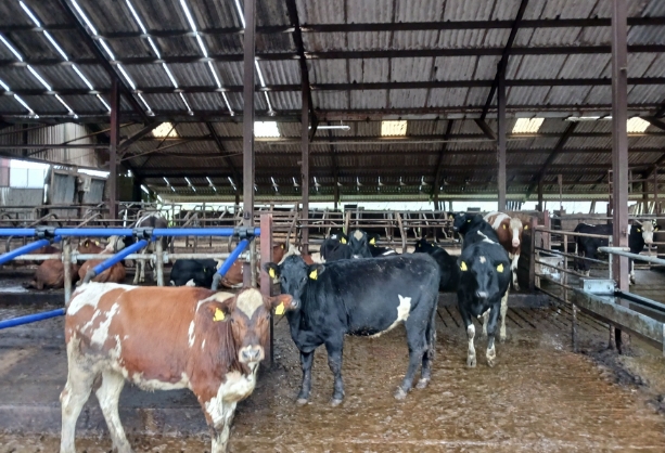 Cattle in farmyard shed on a Devon farm