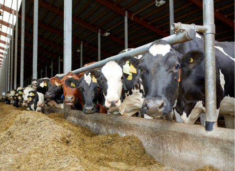 Cattle lined up in cow shed