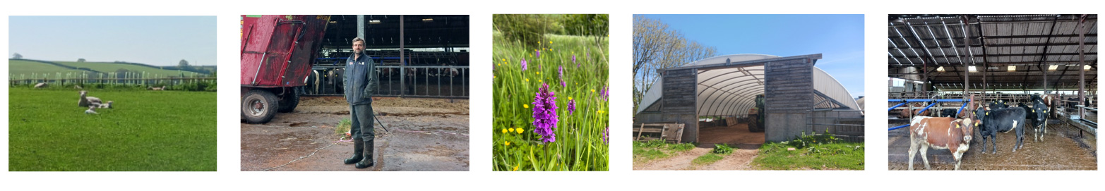Four images from farms that have used innovation including a farmer in the farmyard, cattle, a barn and herbal ley